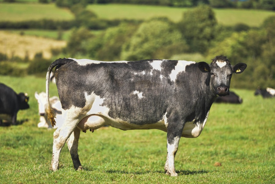Grass, Spring, Summer, ammal, animal, caw, farm, field, green, milk, pasture, 