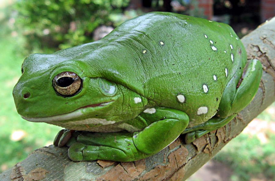 frog, toad, green, tropical, venomous, animal, wild, jungle, amazon,