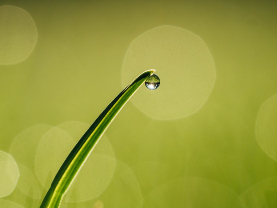 grass, background, background, nature, drop, close-up, macro, green,