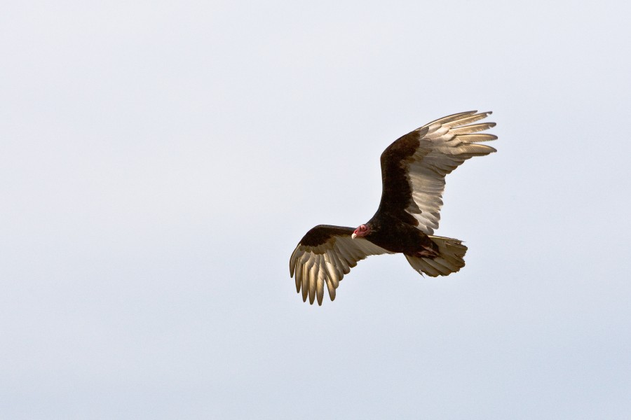 animal, animals, fly, flying, eagle, raptor, bird, birds, predator, wild,