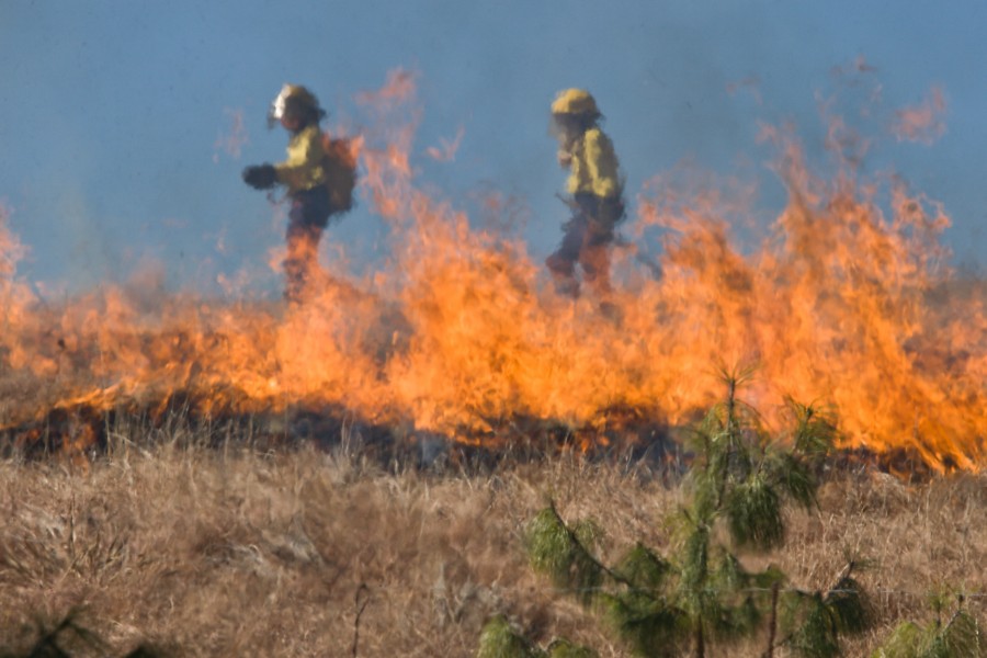two, people, fireman, firemen, fire, nature, field, fire, danger, risk, profession, exterior,