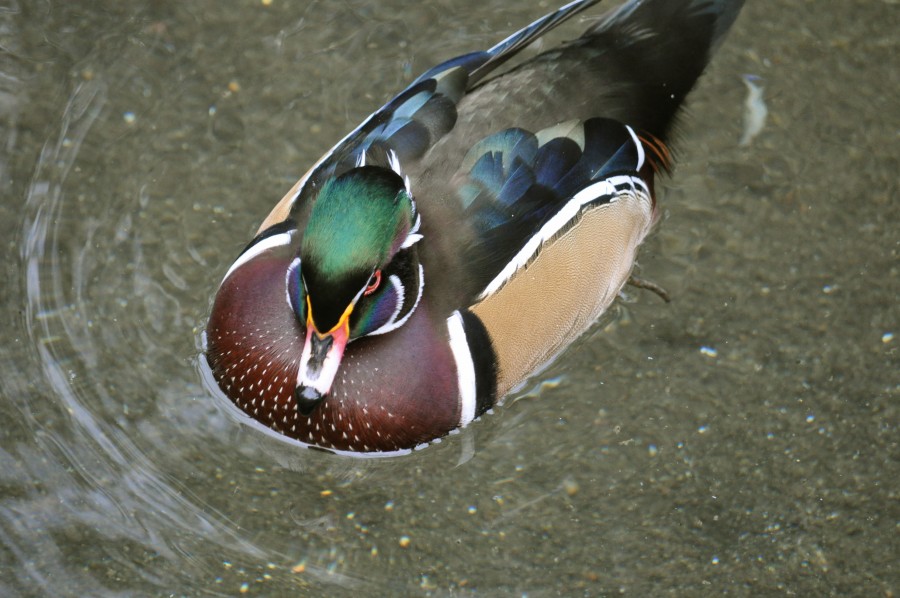 Duck, Bird, Nature, Wildlife, Animal, Lake
