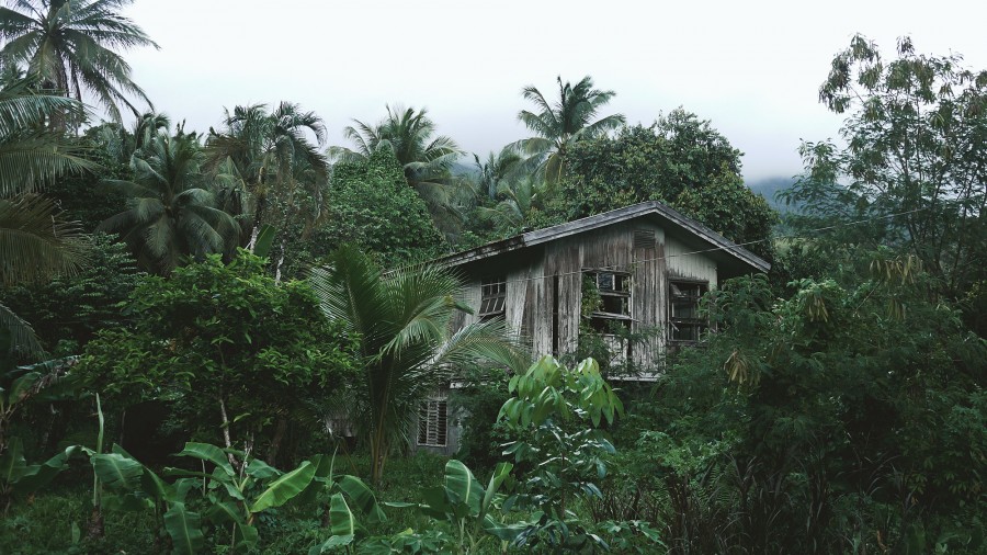 home, outdoor, nature, forest, jungle, hut, wood, old, old, abandoned, poor,