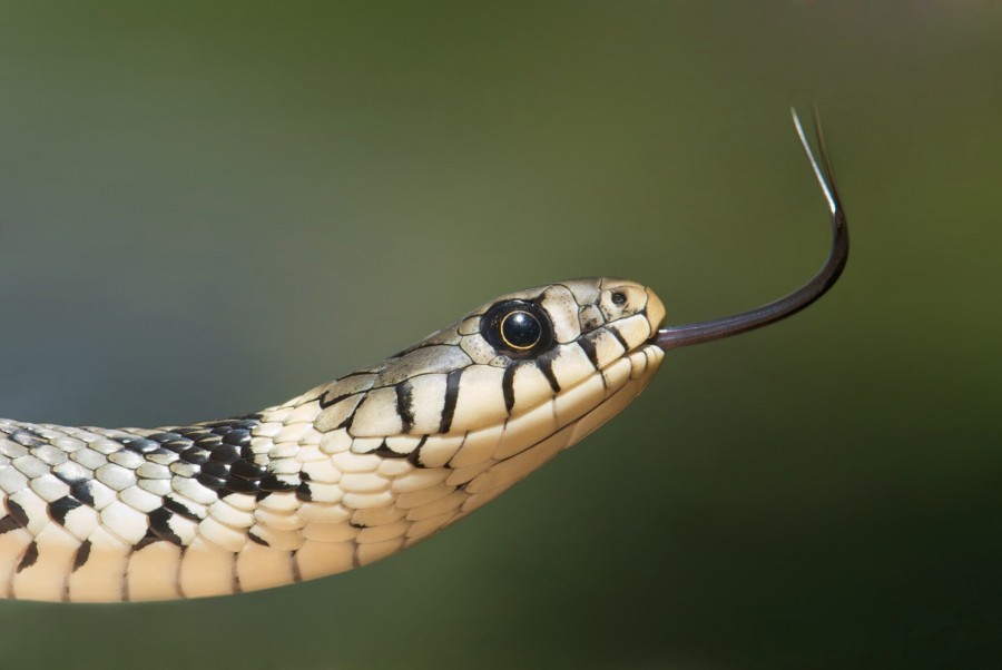 snake, animal, head, one, tongue, tree snake,