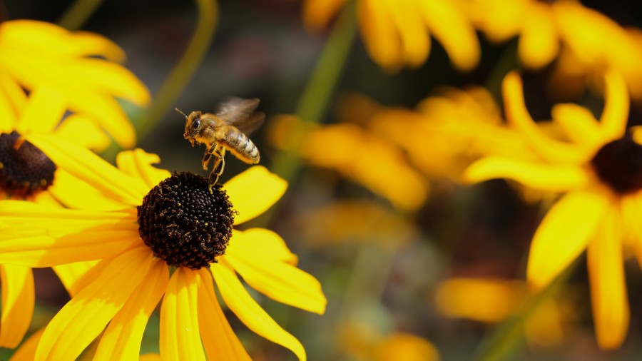 bee, insect, plant, sunflower, pollen, nature, close-up, yellow,