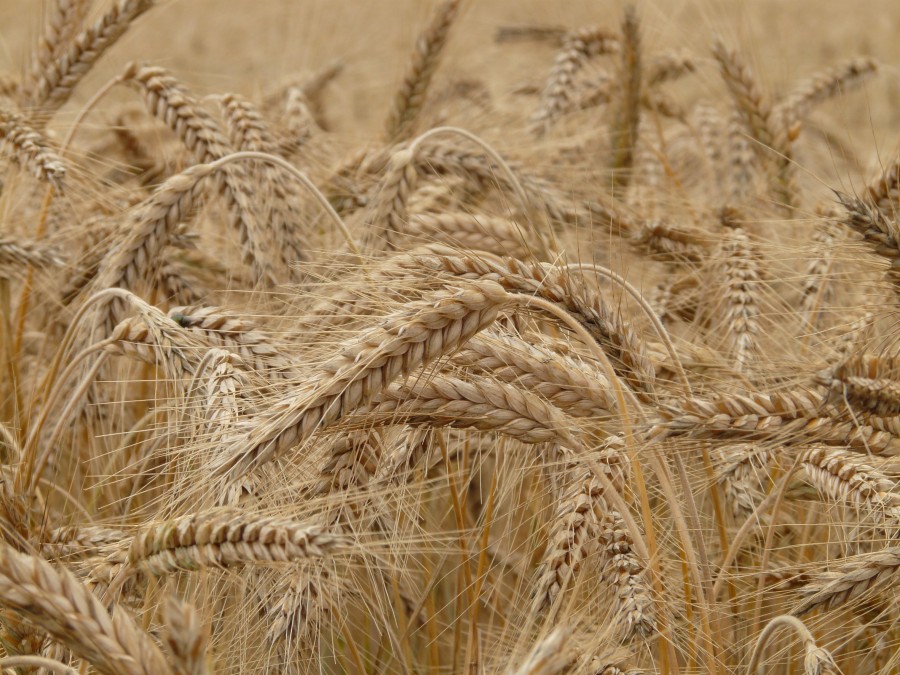 ear, wheat, cereal, grain, field, wheat field, cornfield, plant, spike, background, background, nobody, detail,