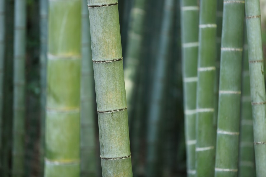 bamboo, cane, forest, nobody, background, background, green, nature,