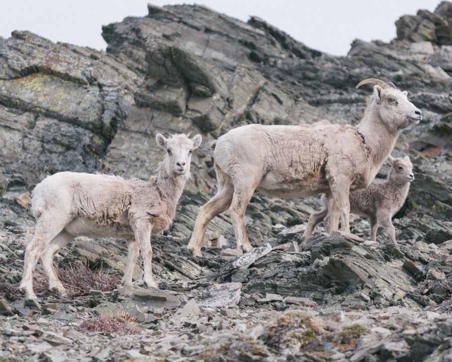animals, mountain, rock, rocks, rocky, goat, goats, mountain goat, three,