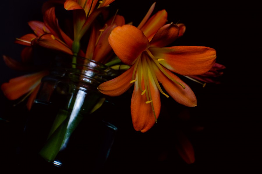 flower, flora, flowers, wallpapers hd, leaves, nature, beauty, natural, leaves, spring, bud, petals, color gradient, flower, yerberas