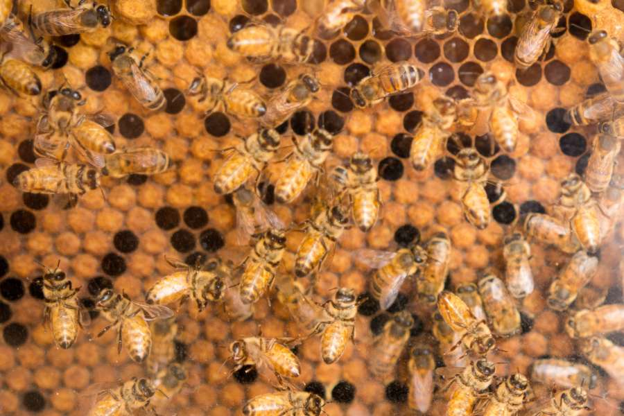 honeycomb, bees, insect, many, hive, honey,

