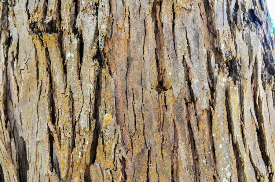 Trees, background, bark, brown, forest, natural, nature, texture, wood, 