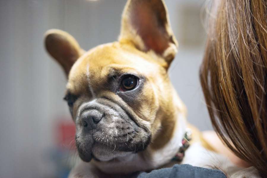 Young, Adult, Woman, Indoors, One Person, Puppy, Dog, French Bulldog, Bulldog, Animal, Head, Love, Mascot, Pet, Holding, Owner, One Animal, Home Related, Lifestyle, Togetherness, Together, Hug, Hugging, 