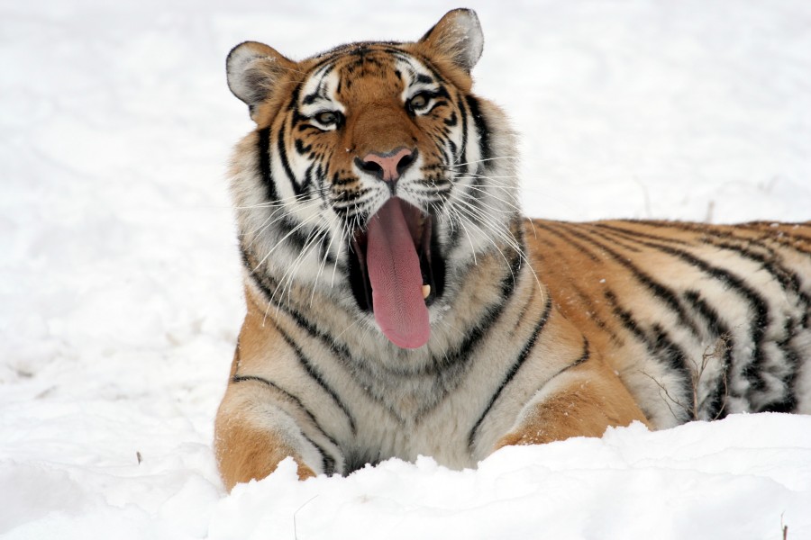 tiger, animal, close-up, feline, fangs, mouth open, snow, tongue,