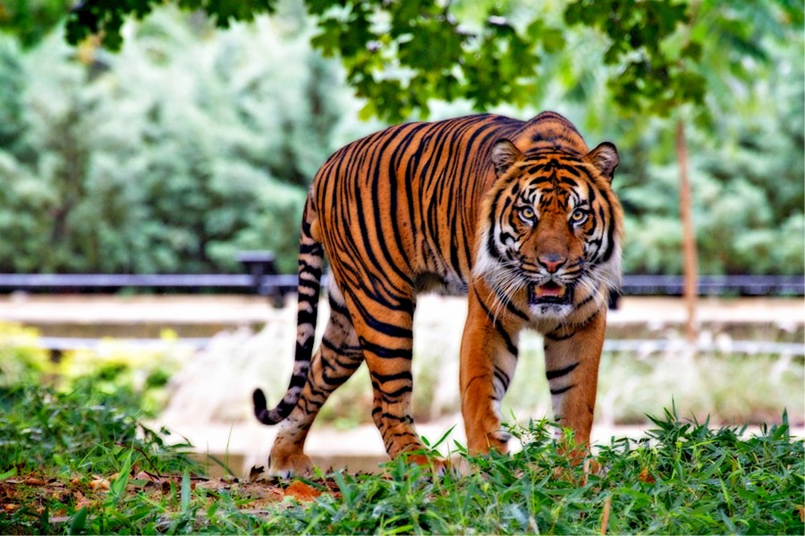 tiger, animal, close-up, feline,