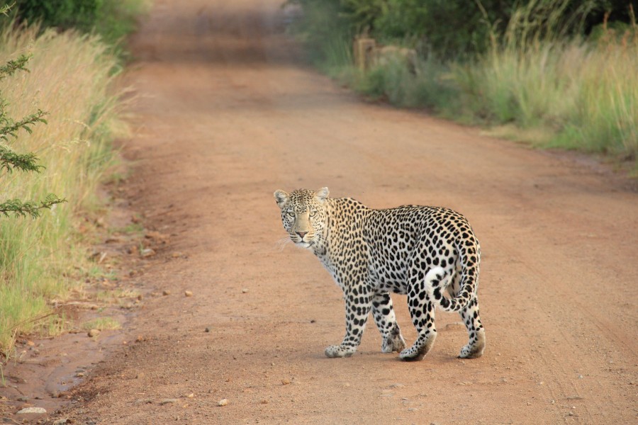Panthera pardus, leopard, wildlife, wild, freedom, jungle cat, adult, texture, animal, animals,