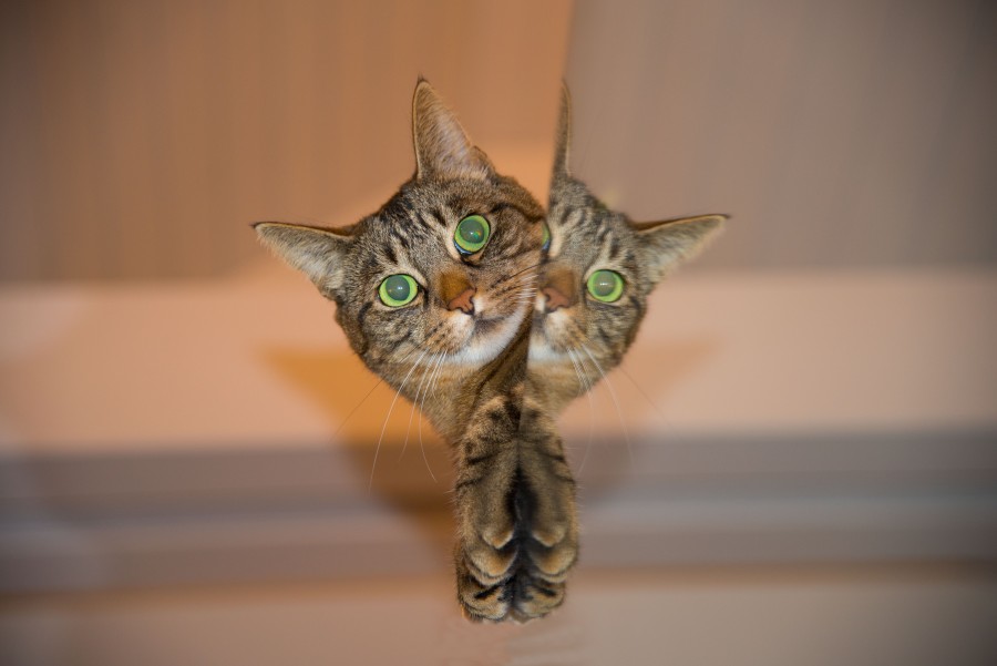  Cat Playing, mischief, hidden, peeking, mirror, Kitten, cat baby, young animals, aggressive, hunt, cat, Skins, lovely, animals, carnivores, cute, fluffy, Hair, baby, mammal, paw, pets, playful, portrait, Thoroughbred, curious, wanted, free photos, Free images, domestic cat, animal head, portrait, Domestic Cat, Cute, Kitten, Animal, Photography, Looking At Camera, Domestic Animals, Young Animal, Color, Day, Horizontal, Indoors, Pets, No People, Animal Eye, Animal Body Part, Animal Themes, An animal, adorable, cute, pet, furry, mane, Colors, hairs, stripes, feline, pussycat, micifuz, michino, madrileño