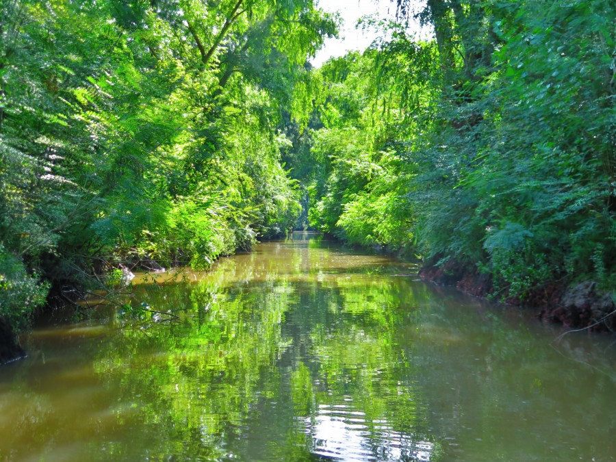 river, landscape, nobody, tigre, delt, argentina, buenos aires, latin america, outdoors, jungle, forest, green, nature, 