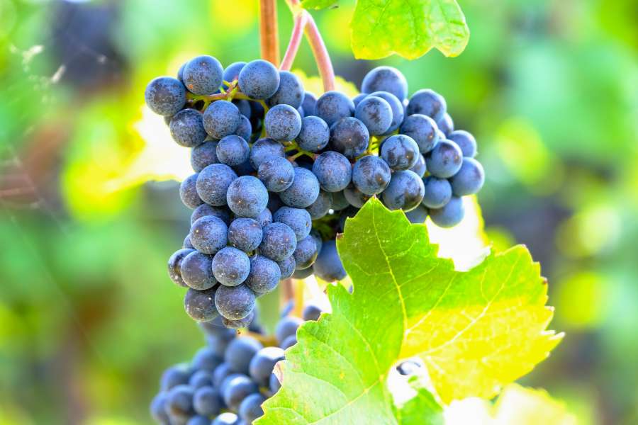 wine, loire valley, grapes, black, agriculture, alcohol, autumn, blue, abundant, cluster, burgundy, closeup, cluster, delicious, detail, drink, fall, farm, harvest, vineyard