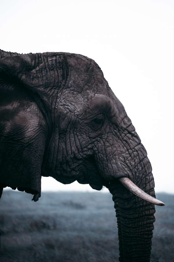 elephant, head, dawn, profile view, animal, wild, outside, jungle, africa, tusk, 