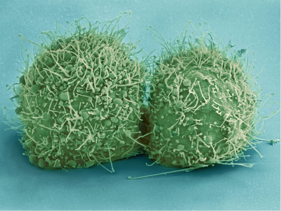 virus, bacteria, biology, biology, science, antibiotic, cell, organism, germen, 