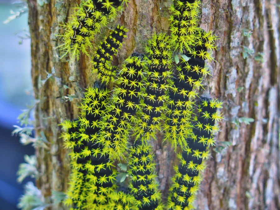caterpillars, caterpillar, worm, color, colorful, close-up, tree, moth caterpillar, moth, green, nature, summer,