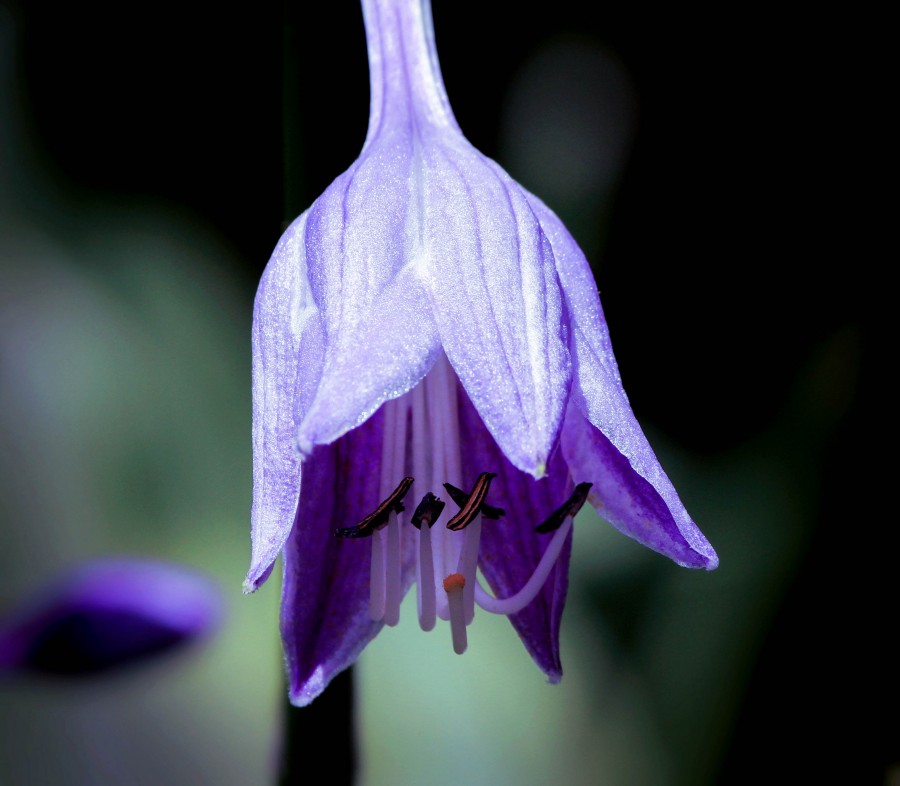 Hosta, hosta flower, purple flower, purple flower, perennial, banana lilies, giboshi, asparagaceae, erect landscapes, clusters, six tépalos, hd wallpaper