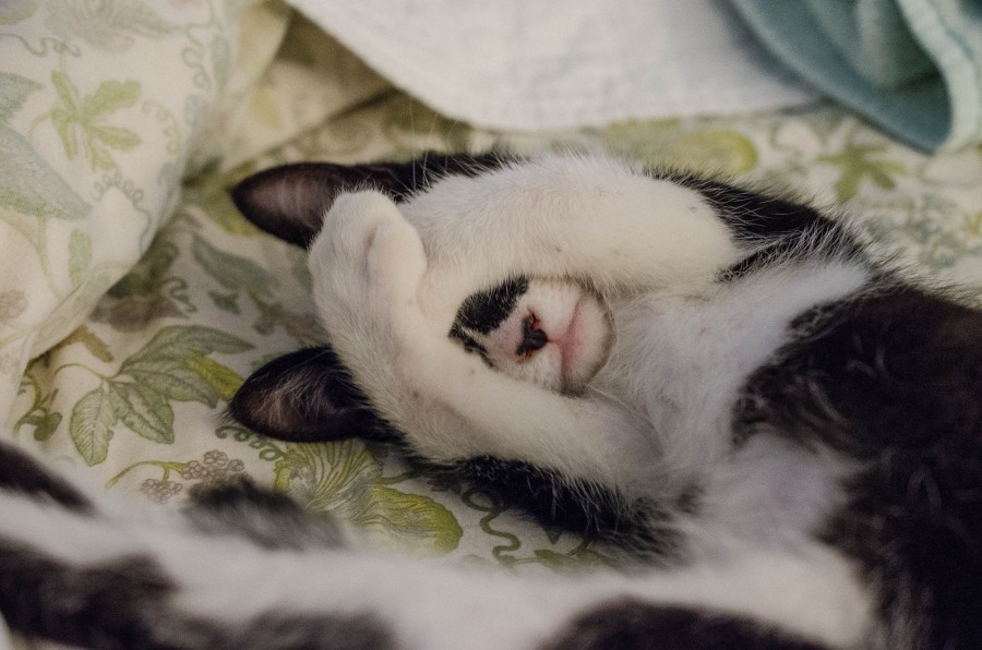cat, animal, pet, interior, dream, gesture, concept,shame,  cute white kittens