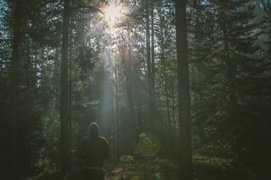 one person, people, man, concept, freedom, forest, adult, nature, freedom, outdoors,