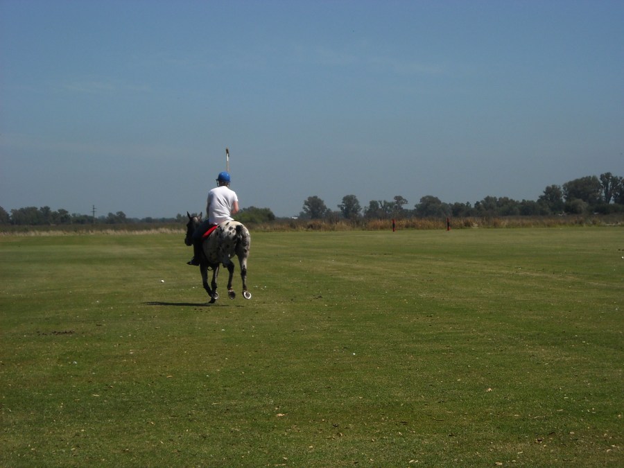 Game, Sport, Polo, Horse, Stay, Field
