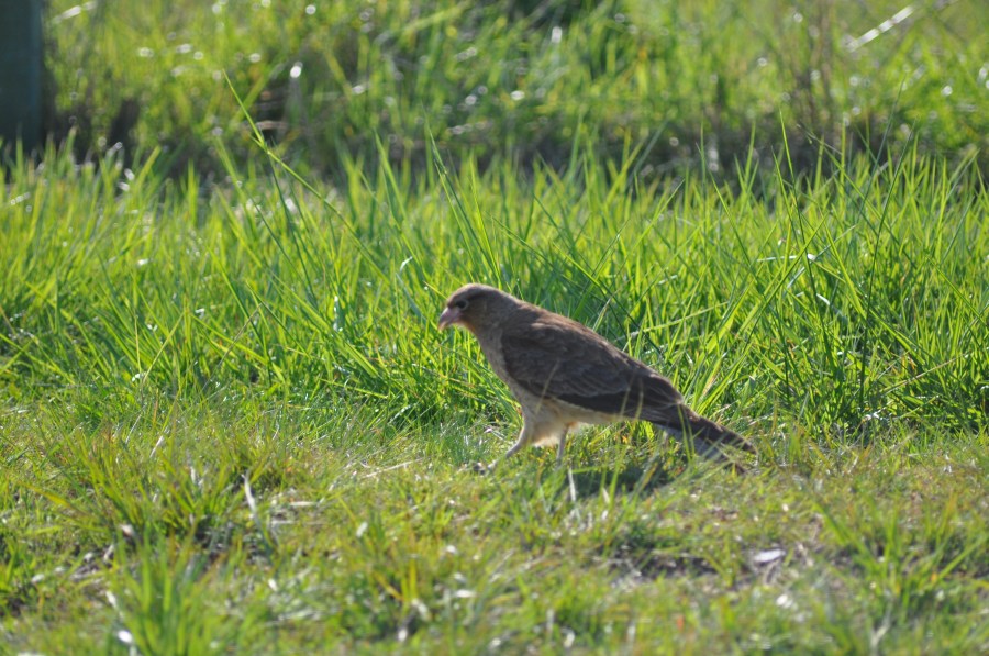 One Animal, Bird, Tero 