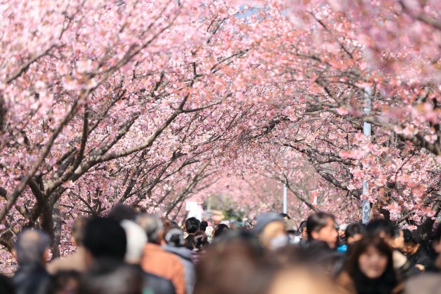 spring, japan, street, people, asia, city, town, tree, trees, pink, cityscape, crowd,