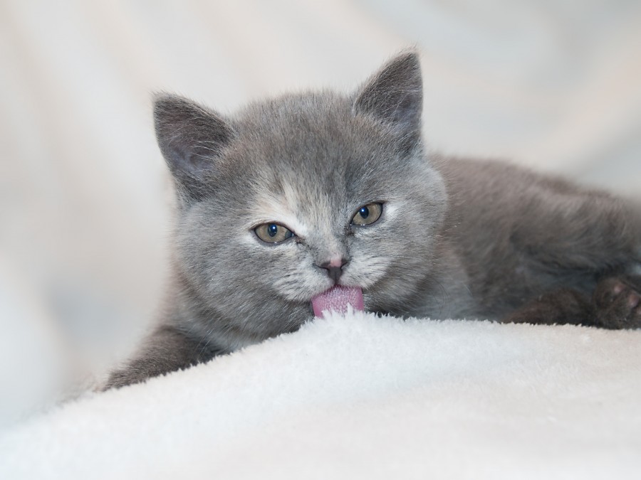 Kitten, cat baby, young animals, aggressive, hunt, cat, Skins, lovely, animals, carnivores, cute, fluffy, Hair, baby, mammal, paw, pets, playful, portrait, Thoroughbred, curious, wanted, free photos, Free images, domestic cat, animal head, portrait, Domestic Cat, Cute, Kitten, Animal, Photography, Looking At Camera, Domestic Animals, Young Animal, Color, Day, Horizontal, Indoors, Pets, No People, Animal Eye, Animal Body Part, Animal Themes, An animal, adorable, cute, pet, furry, mane, Colors, hairs, stripes, feline, pussycat, micifuz, michino, madrileño