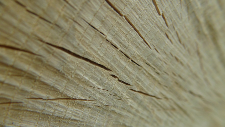 wood, texture, background, tree,