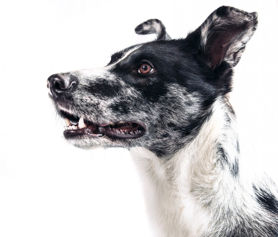 concept, dog, animal, pet, white background, expression, attention, attentive, looking,