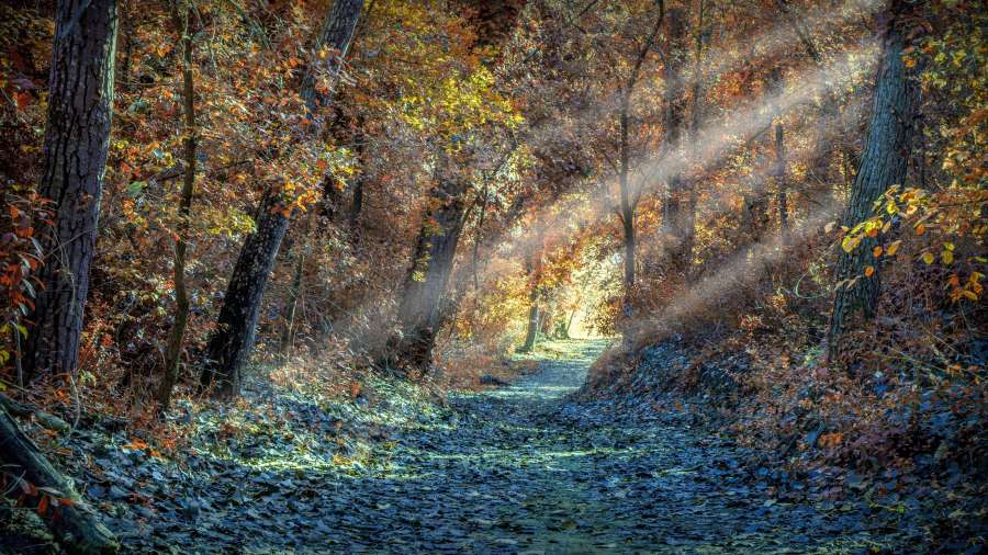 forest, autumn, nature, conifer wood,green,environment,brown,conifer,colorful,hike,walk,countryside,ground,fir,pine,beauty,beautiful,alone,road