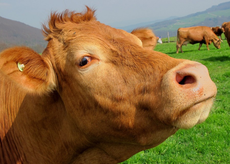 cow, animal, head, close-up, cattle, field, looking at the camera, industry, brown, hair, 