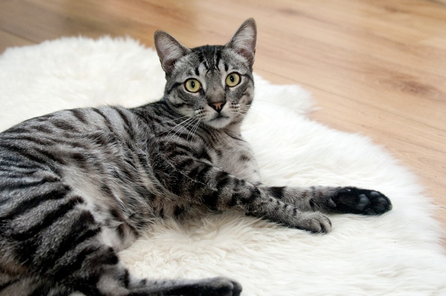 Kitten, cat baby, young animals, aggressive, hunt, cat, Skins, lovely, animals, carnivores, cute, fluffy, Hair, baby, mammal, paw, pets, playful, portrait, Thoroughbred, curious, wanted, free photos, Free images, domestic cat, animal head, portrait, Domestic Cat, Cute, Kitten, Animal, Photography, Looking At Camera, Domestic Animals, Young Animal, Color, Day, Horizontal, Indoors, Pets, No People, Animal Eye, Animal Body Part, Animal Themes, An animal, adorable, cute, pet, furry, mane, Colors, hairs, stripes, feline, pussycat, micifuz, michino, madrileño, Hd wallpapers, 4k wallpapers, 4k resolution, screensaver