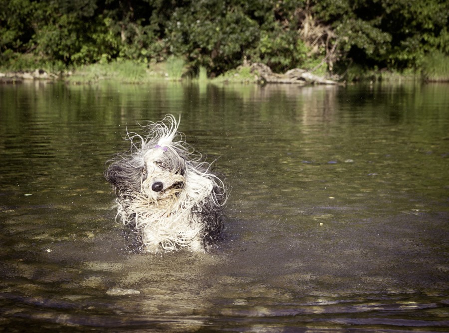 dog, funny, wet, bathroom, rio, entertainment, animal, wet, dry, drying, hair,