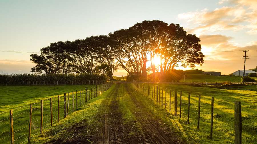 sunset, rural, field, road, sky, landscape, nature, dirt, horizon, sun, meadow, sunlight, land, grass, summer, way, path, track, view, valley, scene, tree, empty, green, clouds, perspective, day, countryside, country, light, sunrise, plant, weather, season, blue, beautiful, scenery, sunny, cloud, agriculture, wild, ground, direction, hill, row, spring, lawn, herb, area, over