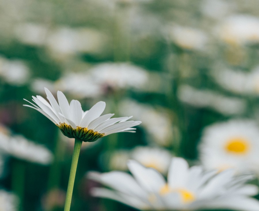 flower, nature, seen below, daisy, white, sky, petal, petals, plantation, field, flowers,