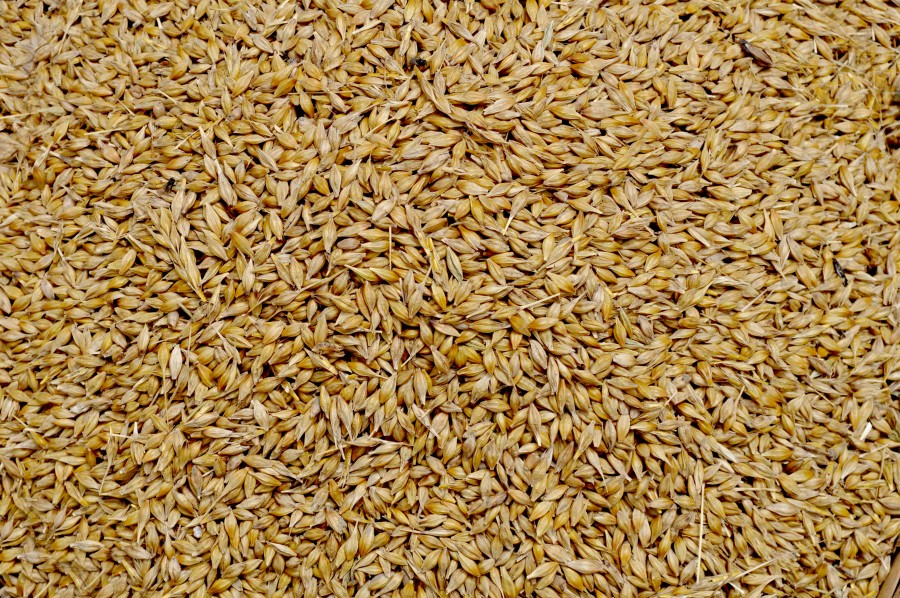 background , grain, grains , food, food support , wheat , flat primer ,