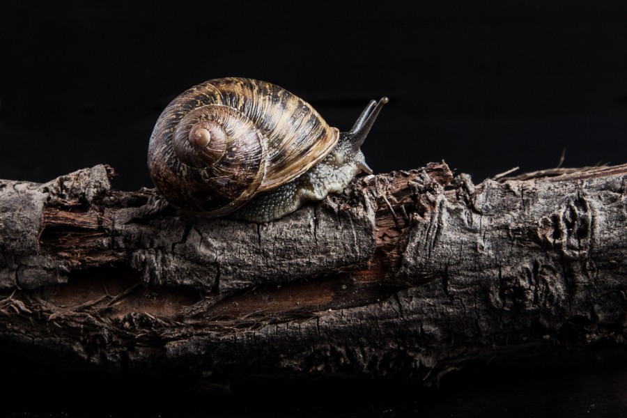snail, mollusk, nature, shell, black background,