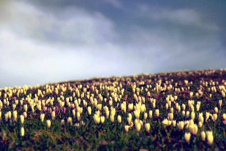 field, plantation, tulip, tulips, flower, flowers, spring, colorful, day, landscape, exterior,