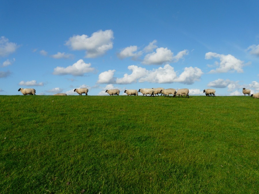 flock, sheep, sheep, field, rural scene, row, concept, animal, animals, cattle,