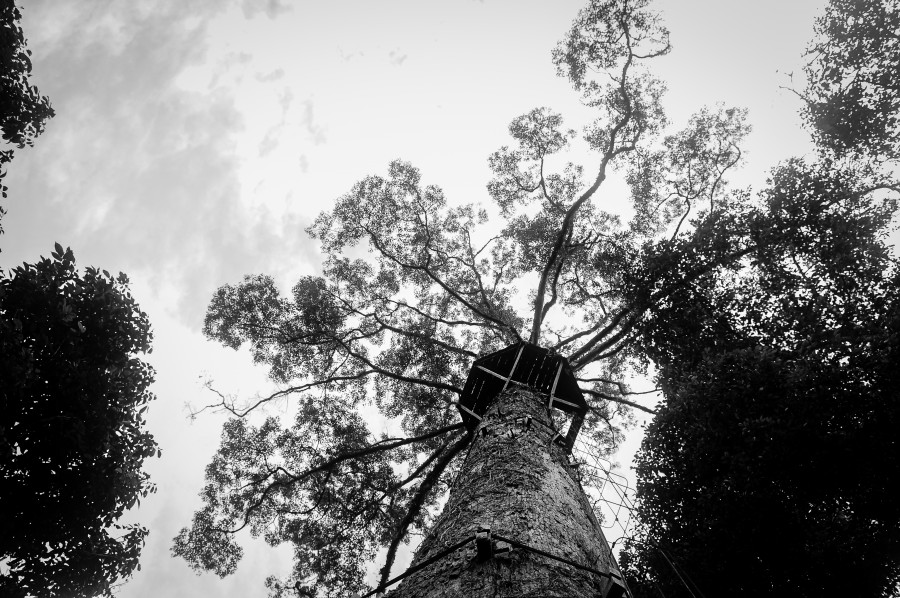 B&W, Trees, climb, forest, jungle, treehouse, wood, woods, black and white, house,