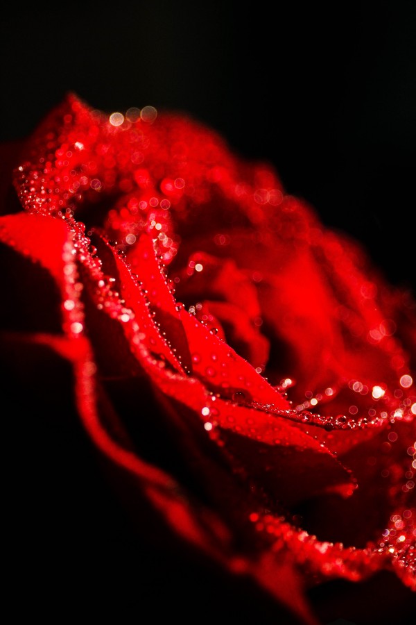 rose, red, flower, black background, passion, wet, dew, concept, 