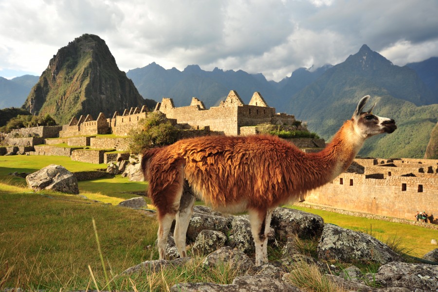 Machu Picchu, Machu Pichu, Peru, America, Latina, Latino, Mountain, Landscape, Day, Tourist Resort, Tourism, wonder, civiliacion, Inca ruins, ruin,llama, aninal, 