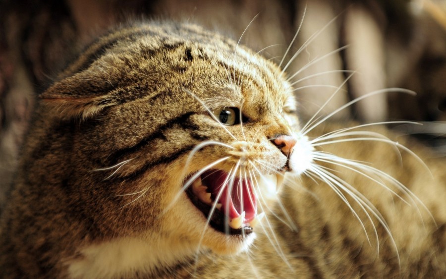 Angry cat, showing teeth, fangs, anger, defense, attack, Kitten, cat baby, young animals, aggressive, hunt, cat, Skins, lovely, animals, carnivores, cute, fluffy, Hair, baby, mammal, paw, pets, playful, portrait, Thoroughbred, curious, wanted, free photos, Free images, domestic cat, animal head, portrait, Domestic Cat, Cute, Kitten, Animal, Photography, Looking At Camera, Domestic Animals, Young Animal, Color, Day, Horizontal, Indoors, Pets, No People, Animal Eye, Animal Body Part, Animal Themes, An animal, adorable, cute, pet, furry, mane, Colors, hairs, stripes, feline, pussycat, micifuz, michino, madrileño, felido, gatuno