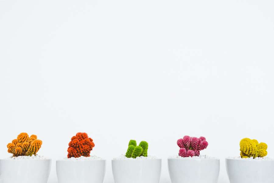 pot, flower, plant, isolated, cactus, garden, nature, green, home, decoration, cacti, background, succulent, design, leaf, houseplant, white, botany, color, colorful, decorative, desert, floral, collection, potted, small, gardening, growth, fresh, set, flora, interior, decor, botanical, illustration, summer, natural, grow, closeup, cartoon, cute, drawing, thorn, container, beauty, house, exotic, modern, flowerpot, space