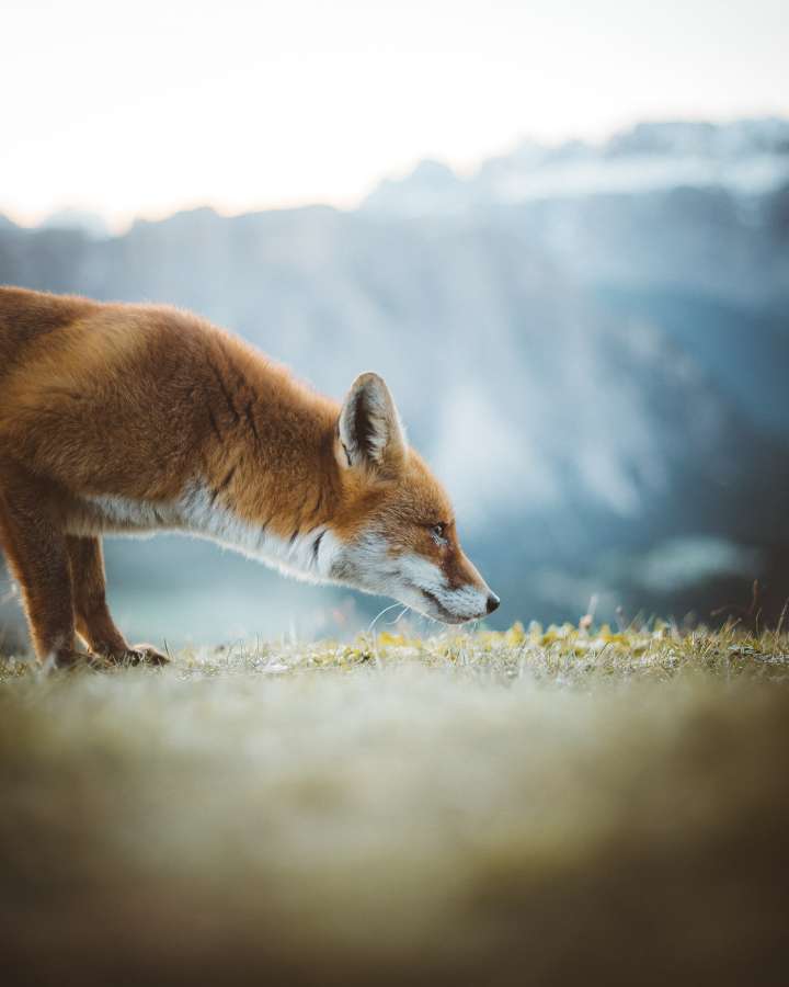 fox, wildlife, wild, predator, red, fur, nature, mammal, hunter, portrait, hunt, beast, cute, orange, white

